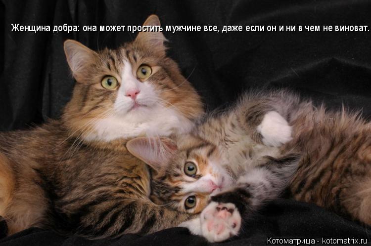 Котоматрица: Женщина добра: она может простить мужчине все, даже если он и ни в чем не виноват.