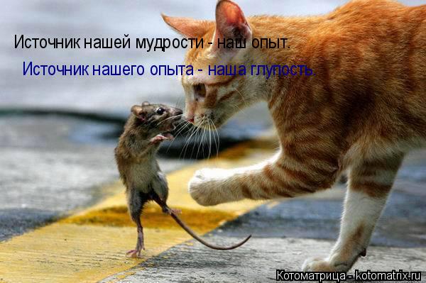 Котоматрица: Источник нашей мудрости - наш опыт.  Источник нашего опыта - наша глупость.