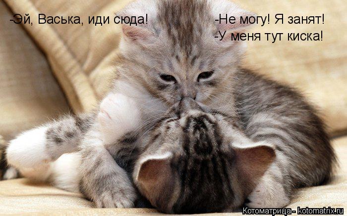 Котоматрица: -Эй, Васька, иди сюда! -Не могу! Я занят! -У меня тут киска!