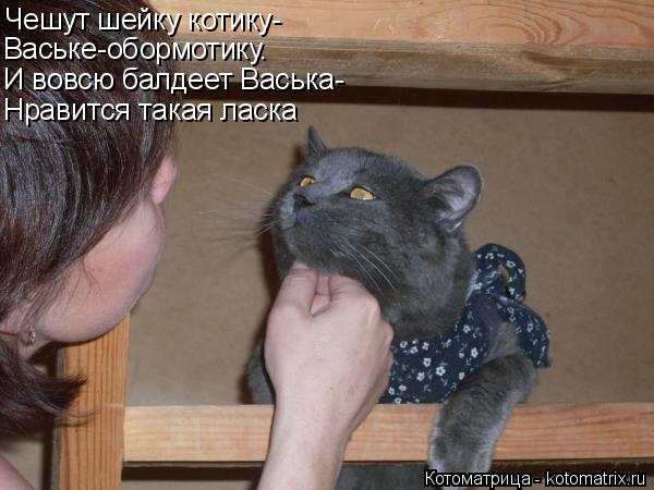 Котоматрица: Чешут шейку котику- Ваське-обормотику. И вовсю балдеет Васька- Нравится такая ласка