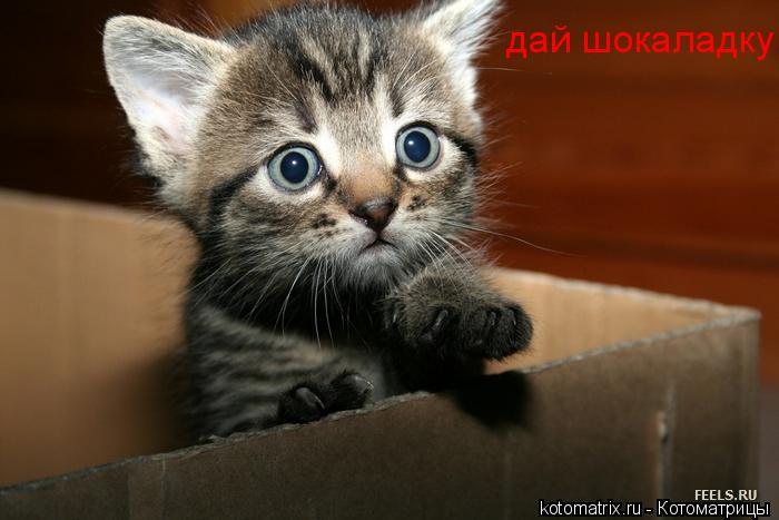 Котоматрица: дай шокаладку