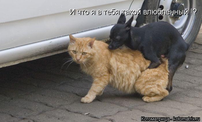 Котоматрица: И что я в тебя такой влюблённый !?