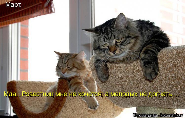 Котоматрица: Март. Мда...Ровестниц мне не хочется, а молодых не догнать....