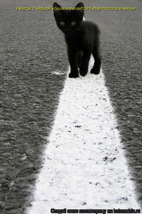 Котоматрица: Иногда с чёрной кошки начиается белая полоса в жизни....