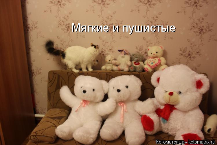 Котоматрица: Мягкие и пушистые