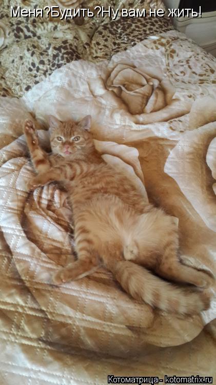 Котоматрица: Меня?Будить?Ну вам не жить!