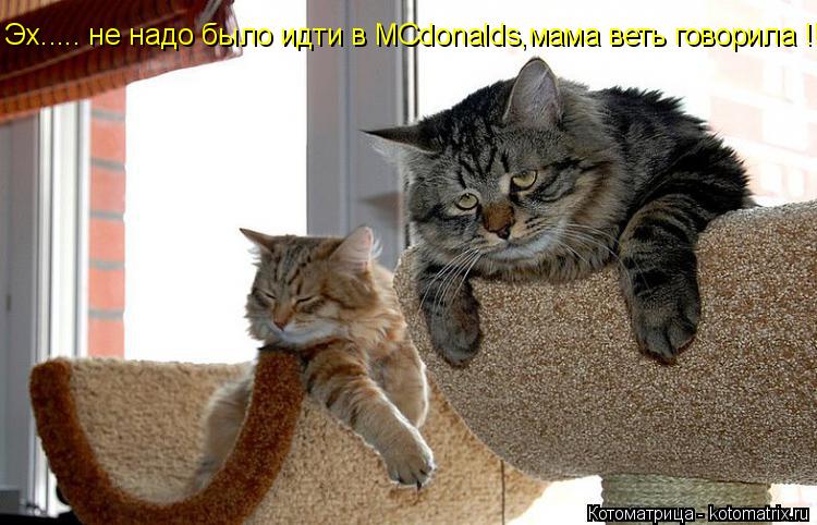 Котоматрица: Эх..... не надо было идти в MCdonalds,мама веть говорила !!!