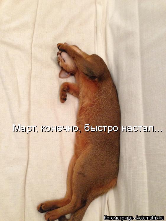 Котоматрица: Март, конечно, быстро настал...