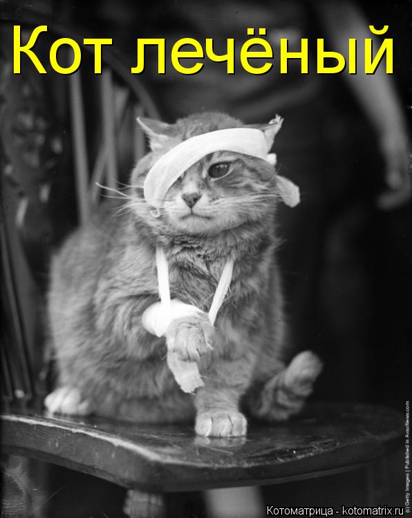 Котоматрица: Кот лечёный