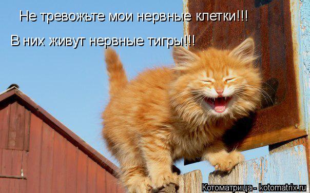 Котоматрица: Не тревожьте мои нервные клетки!!!  В них живут нервные тигры!!!
