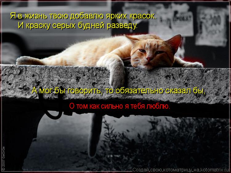 Котоматрица: Я в жизнь твою добавлю ярких красок. И краску серых будней разведу. А мог бы говорить, то обязательно сказал бы, О том как сильно я тебя люблю.