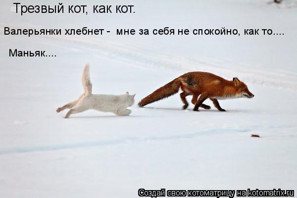 Котоматрица: Трезвый кот, как кот. Валерьянки хлебнет -  мне за себя не спокойно, как то.... Маньяк....