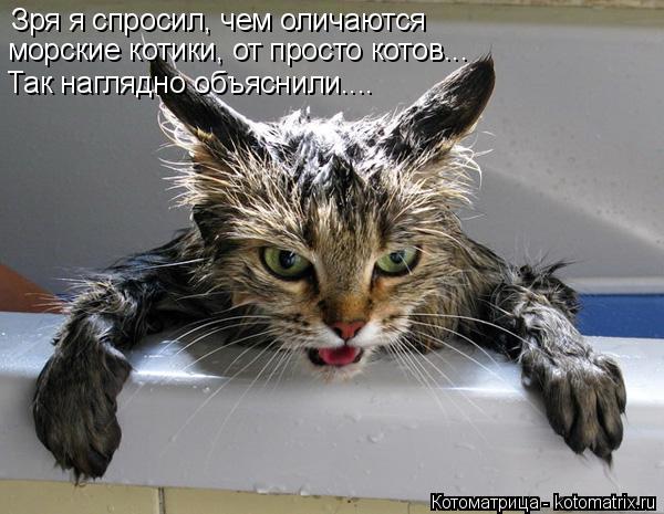 Котоматрица: морские котики, от просто котов... Так наглядно объяснили.... Зря я спросил, чем оличаются