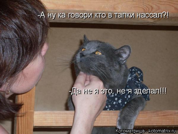 Котоматрица: -Да не я это, не я зделал!!! -А ну ка говори кто в тапки нассал?!