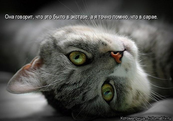Она говорит, что это было в экстазе, а я точно помню, что в сарае.... Котоматрица: Она говорит, что это было в экстазе, а я точно помню, что в сарае.