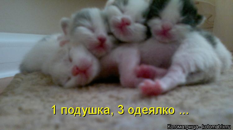 Котоматрица: 1 подушка, 3 одеялко ...