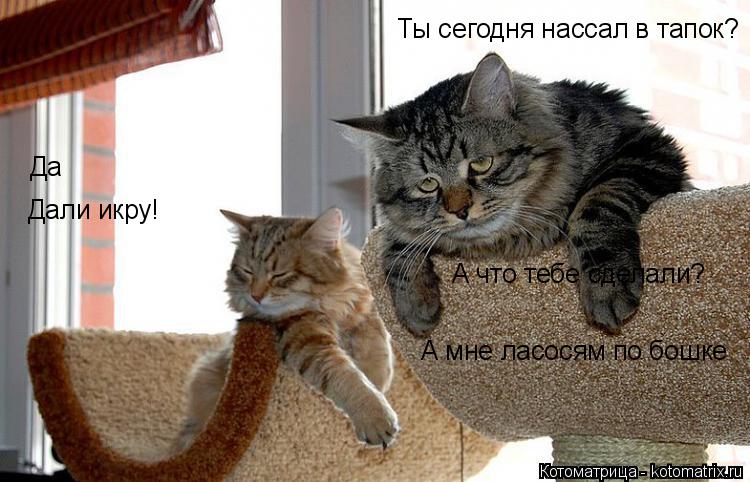 Котоматрица: Ты сегодня нассал в тапок? Да А что тебе сделали? Дали икру! А мне ласосям по бошке