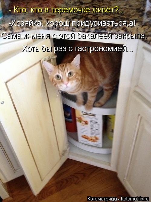 Котоматрица: - Кто, кто в теремочке живёт?.. -Хозяйка, хорош придуриваться,а! Сама ж меня с этой бакалеей закрыла. Хоть бы раз с гастрономией...