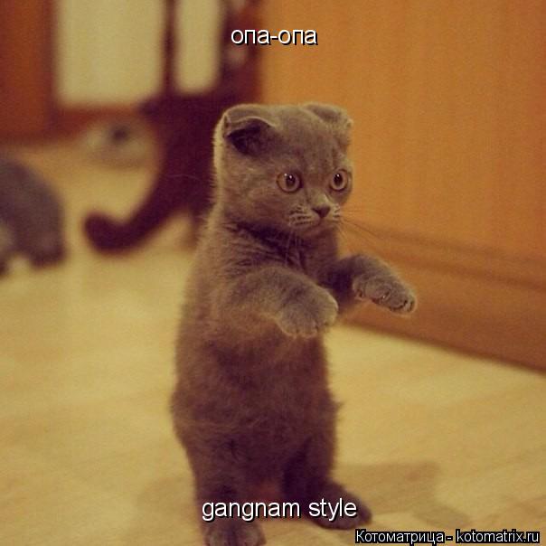 Котоматрица: опа-опа gangnam style