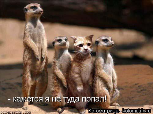 Котоматрица: - кажется я не туда попал!