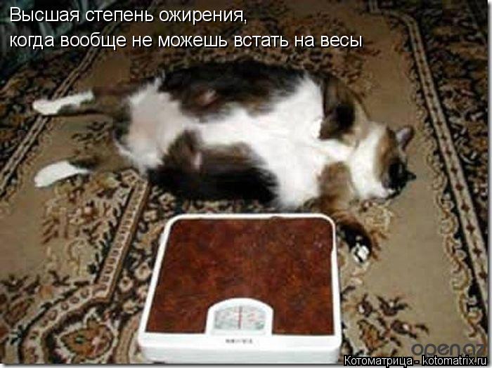 Котоматрица: Высшая степень ожирения, когда вообще не можешь встать на весы