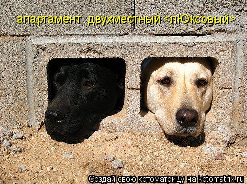 Котоматрица: апартамент  двухместный <лЮксовый>