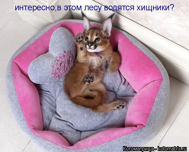 Котоматрица: интересно,в этом лесу водятся хищники?