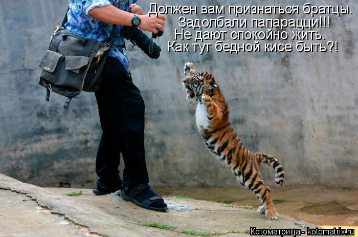 Котоматрица: Должен вам признаться братцы. Задолбали папарацци!!! Не дают спокойно жить. Как тут бедной кисе быть?!