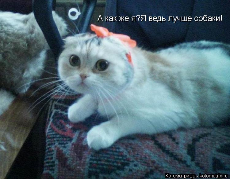 Котоматрица: А как же я?Я ведь лучше собаки!