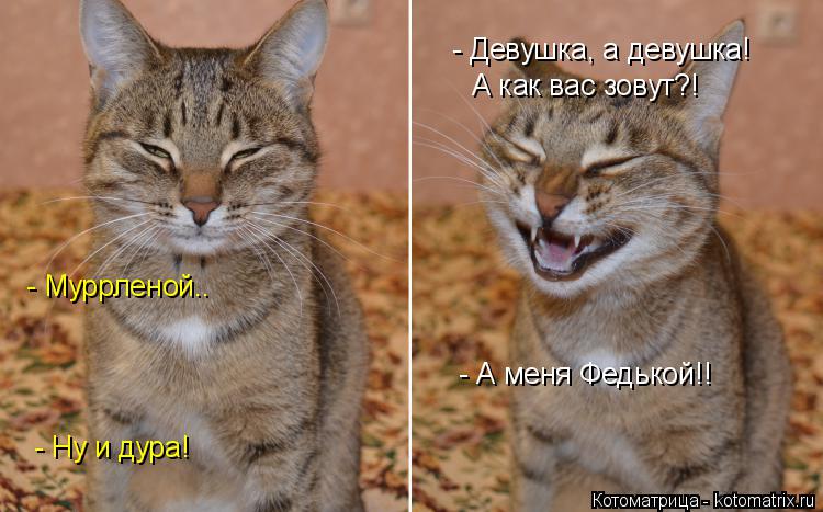 Котоматрица: - Девушка, а девушка! А как вас зовут?! - Муррленой.. - А меня Федькой!! - Ну и дура!