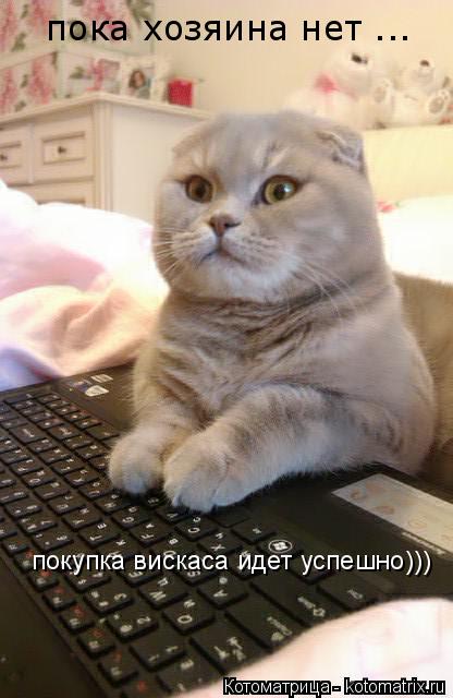 Котоматрица: пока хозяина нет ... покупка вискаса идет успешно)))