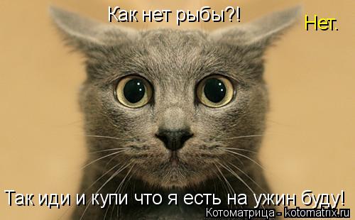 Котоматрица: Как нет рыбы?! Нет. Так иди и купи что я есть на ужин буду!