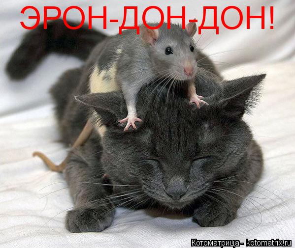 Котоматрица: ЭРОН-ДОН-ДОН!