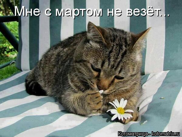Котоматрица: Мне с мартом не везёт...