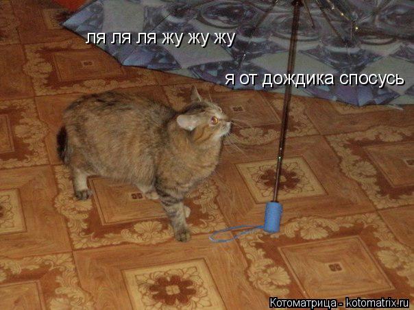 Котоматрица: ля ля ля жу жу жу ля ля ля жу жу жу я от дождика спосусь я от дождика спосусь