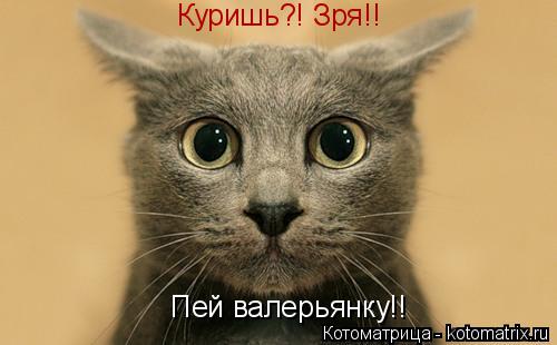 Котоматрица: Куришь?! Зря!! Пей валерьянку!!