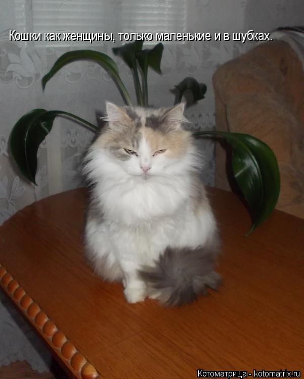 Кошки как женщины, только маленькие и в шубках.... Котоматрица: Кошки как женщины, только маленькие и в шубках.