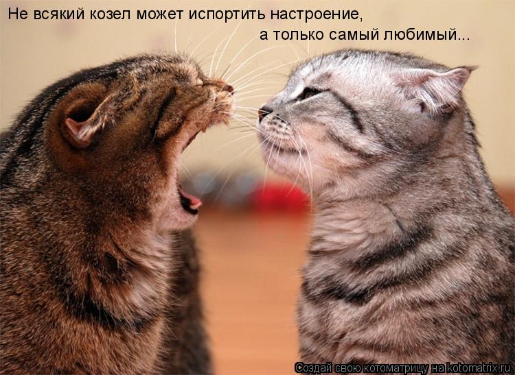 Котоматрица: Не всякий козел может испортить настроение,  а только самый любимый...
