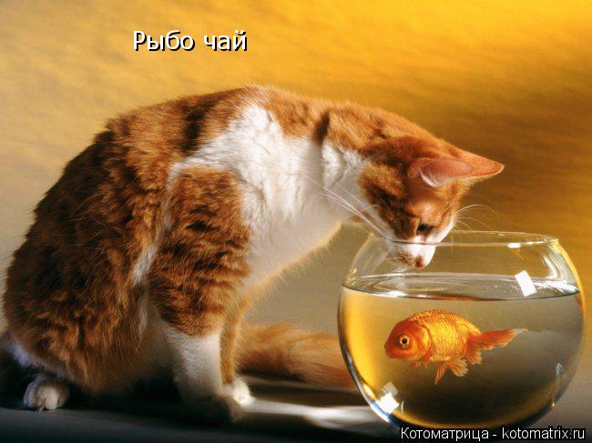 Котоматрица: Рыбо чай Рыбо чай Рыбо чай