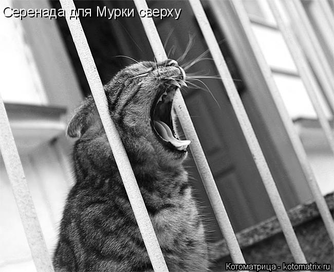 Котоматрица: Серенада для Мурки сверху