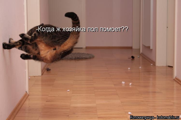 Котоматрица: -Когда ж хозяйка пол помоет??