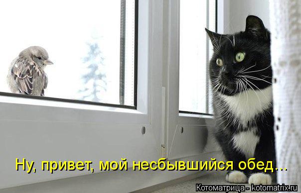 Котоматрица: Ну, привет, мой несбывшийся обед...