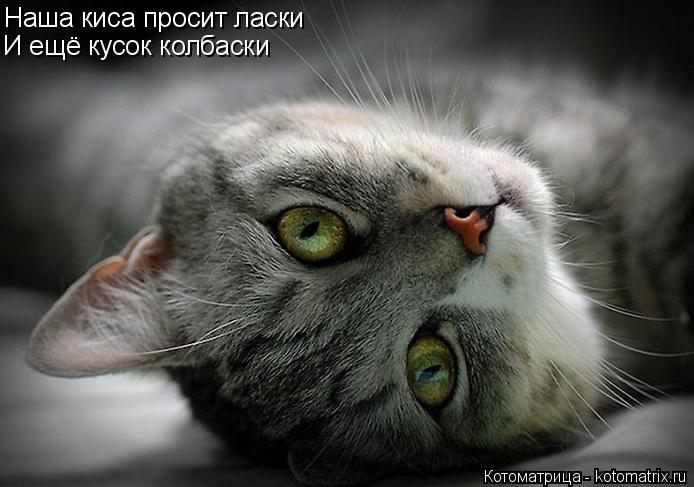 Котоматрица: Наша киса просит ласки И ещё кусок колбаски