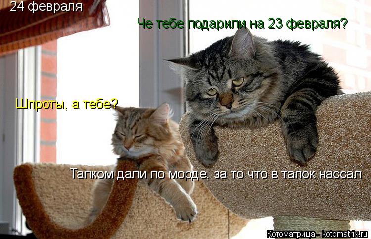 Котоматрица: 24 февраля Шпроты, а тебе? Че тебе подарили на 23 февраля? Тапком дали по морде, за то что в тапок нассал