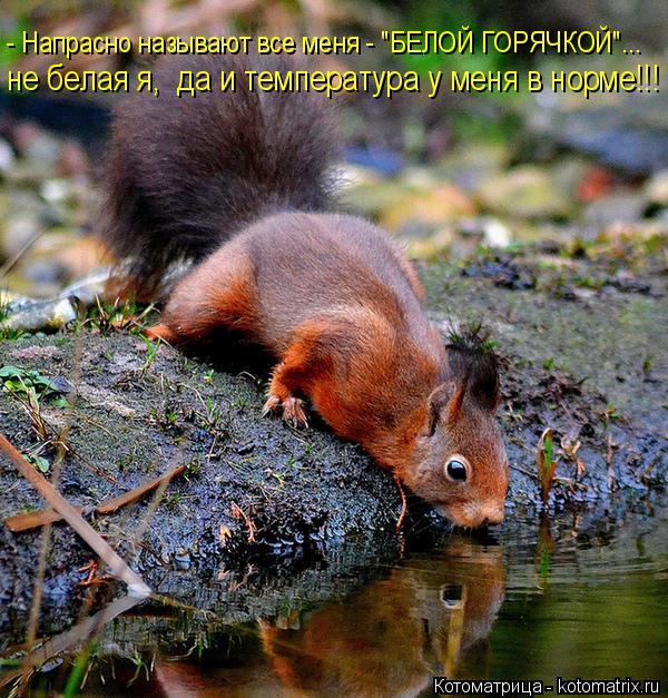- Напрасно называют все меня - "БЕЛОЙ ГОРЯЧКОЙ"... не белая я, да и температура у меня в норме!!!... Котоматрица: - Напрасно называют все меня - "БЕЛОЙ ГОРЯЧКОЙ"... не белая я, да и температура у меня в норме!!!