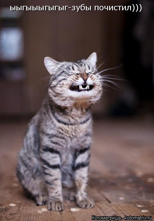 Котоматрица: ыыгыыыгыгыг-зубы почистил)))