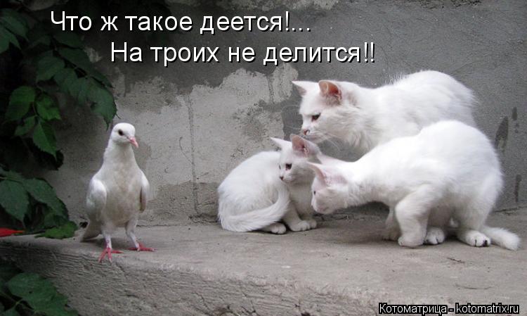 Котоматрица: Что ж такое деется!... На троих не делится!!