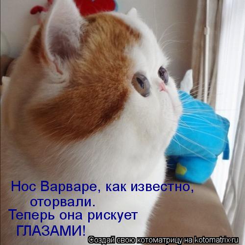 Котоматрица: Нос Варваре, как известно,  оторвали. Теперь она рискует ГЛАЗАМИ!