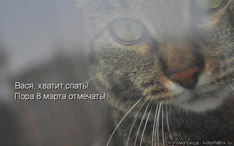 Котоматрица: Вася, хватит спать! Пора 8 марта отмечать!