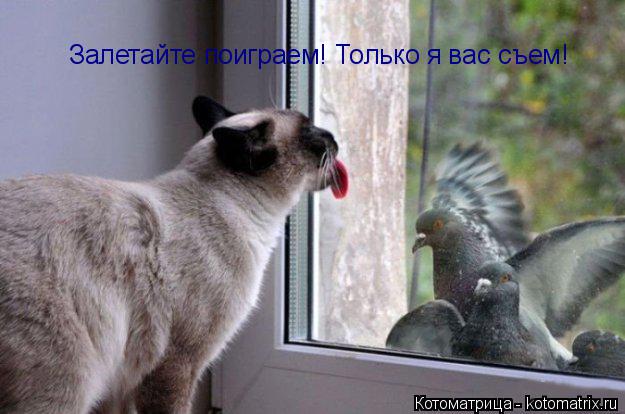 Котоматрица: Залетайте поиграем! Только я вас съем!